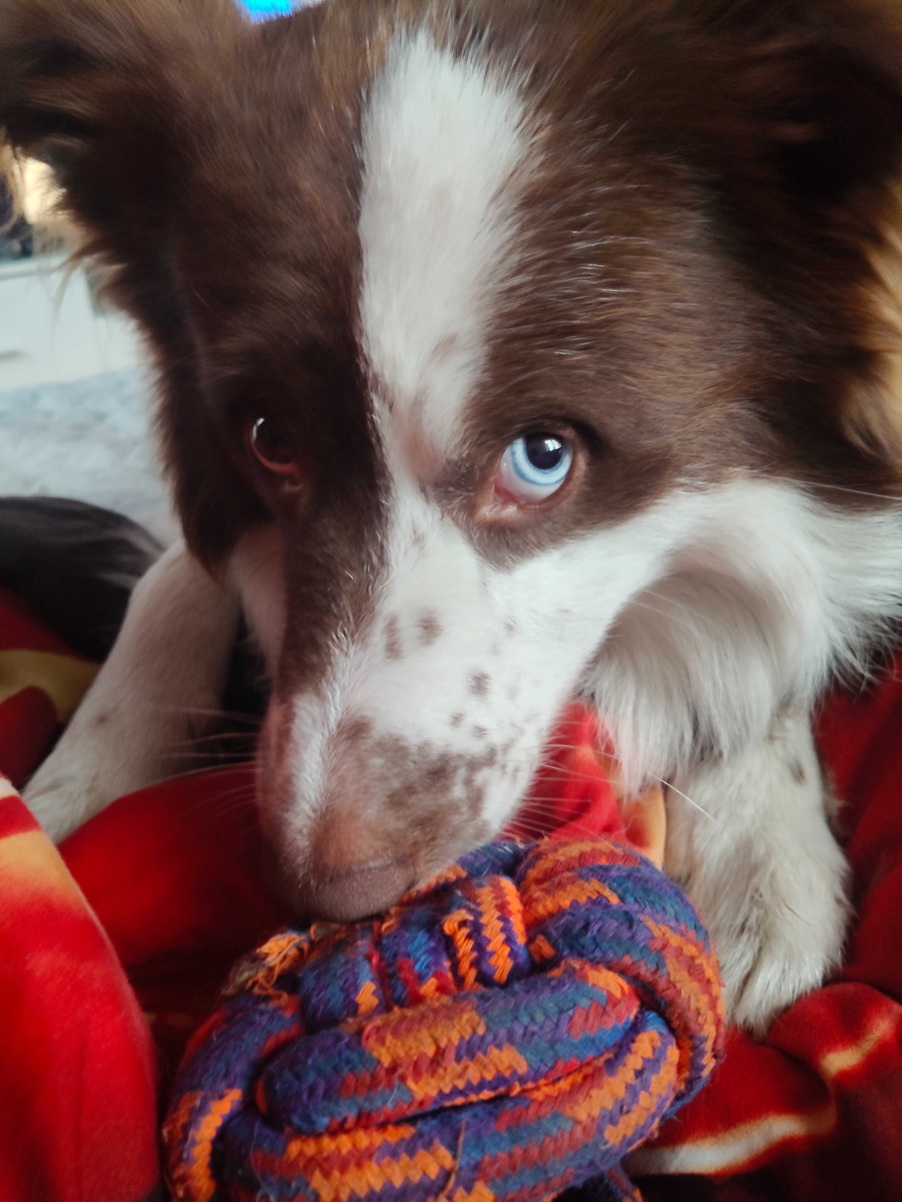 Border Collie Reproduktor