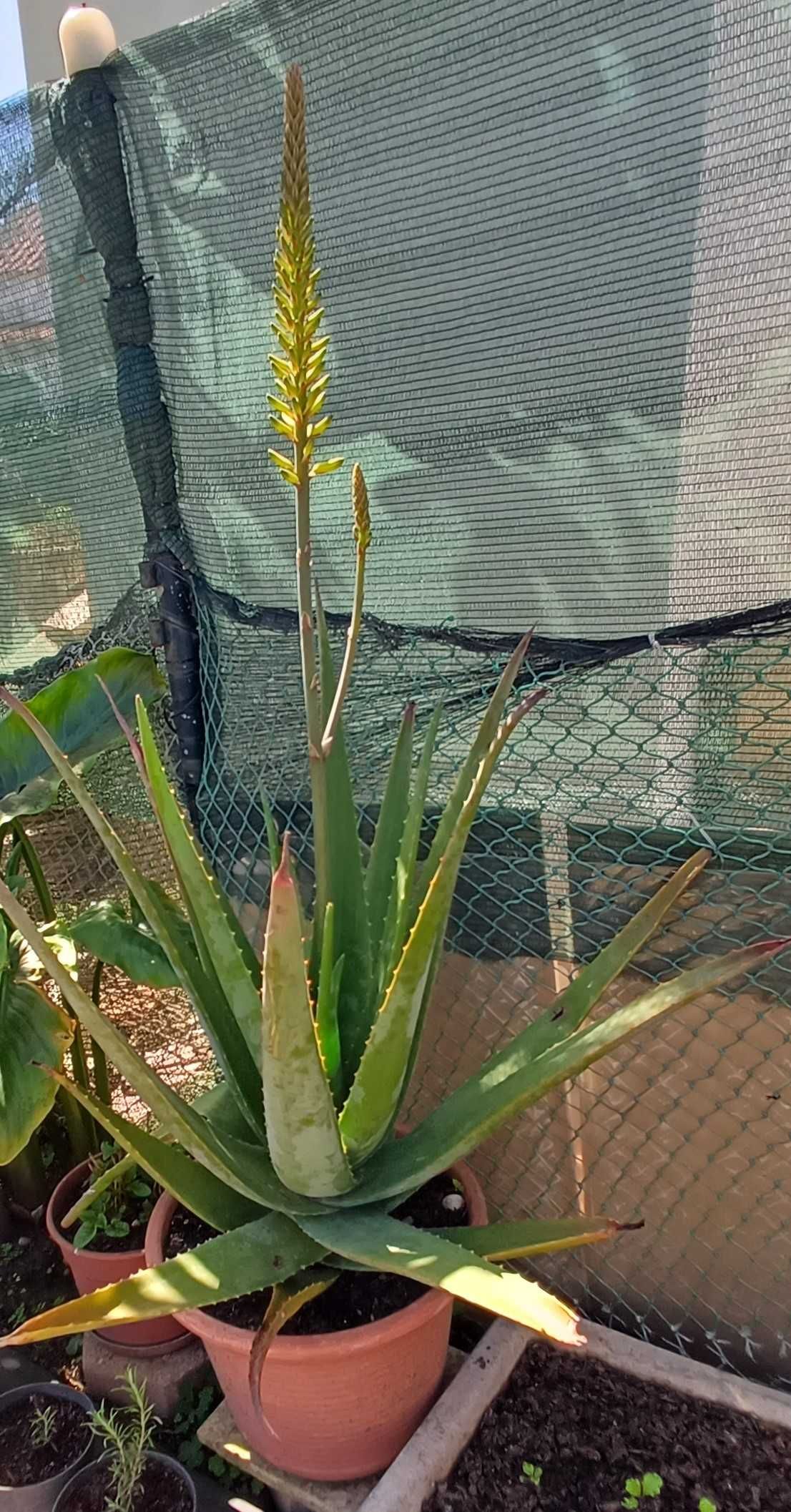 Aloe Vera Grande (em vaso)