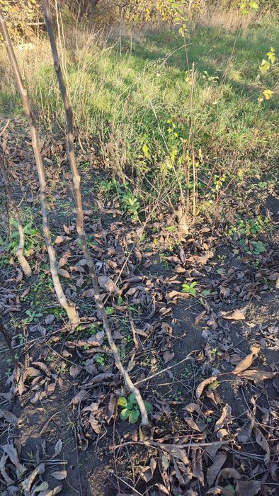 Продам садженці горіха (сортовий). 1,50м. Ціна: Договірна