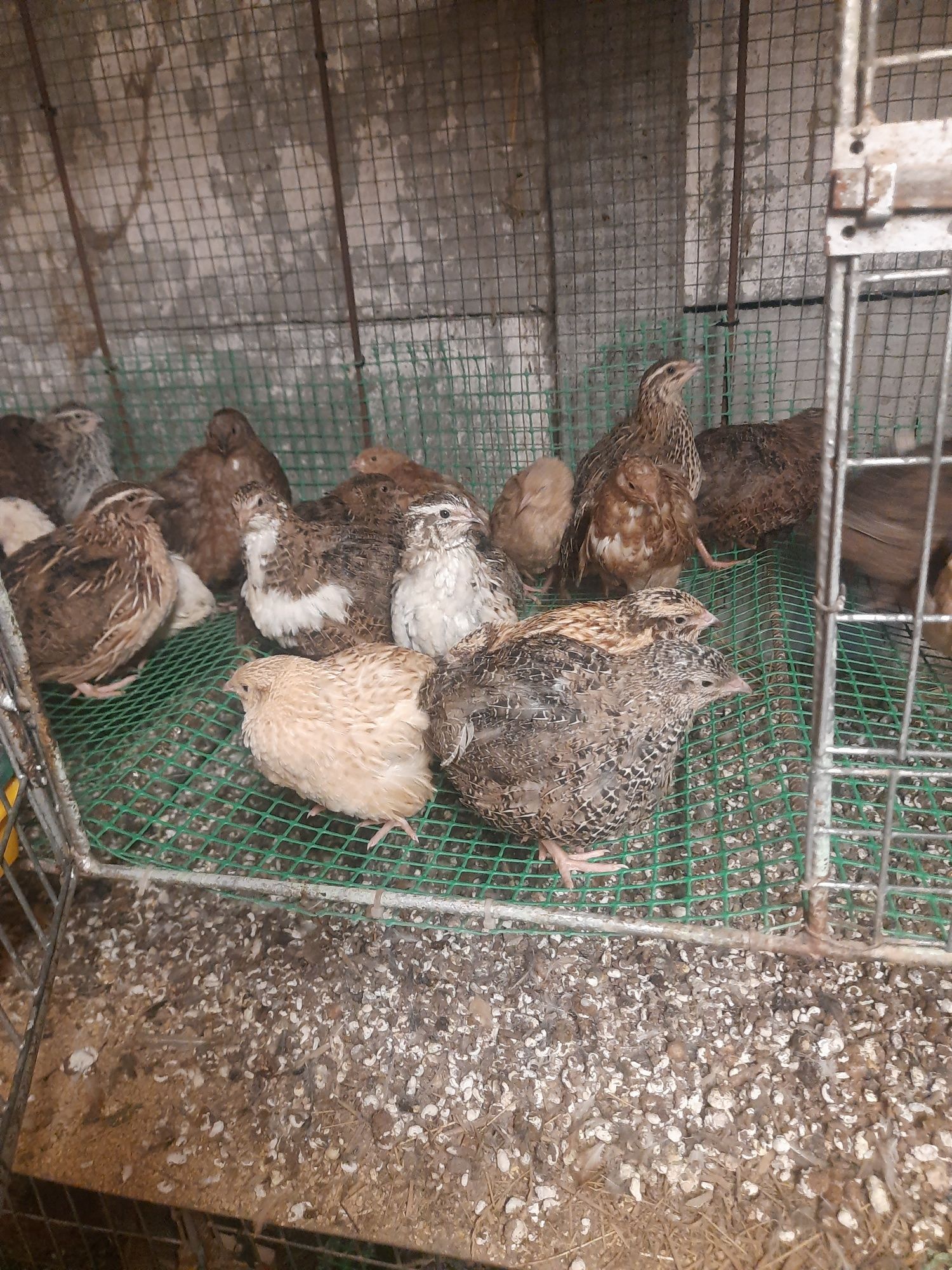 Przepiórki na sprzedaż