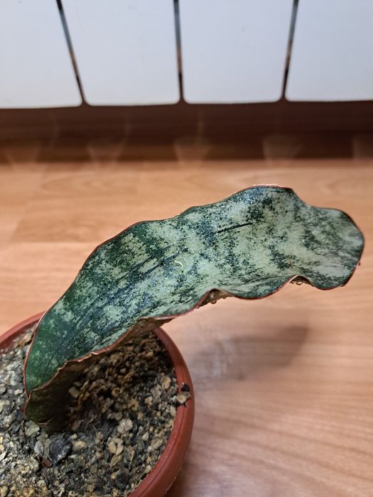 Сансевієрія "Кіркі Бромн Розетте"