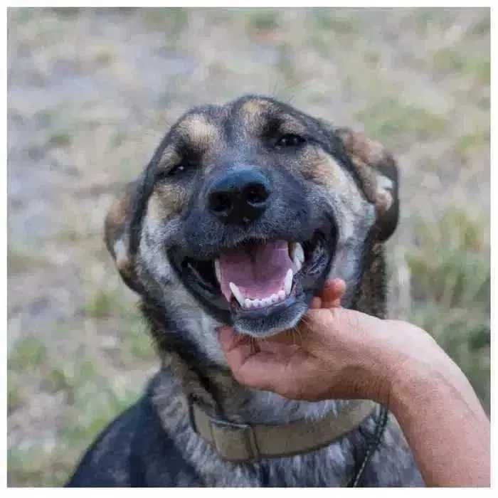 Молодая собака в поисках дома