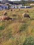 Ovelhas possivelmente cheias