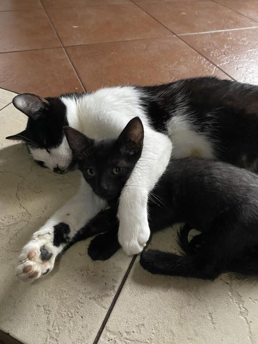 Котенята в хороші руки