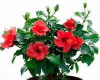 Гибискус китайский, Hibiscusrosa-sinensis, китайская роза, комнатная