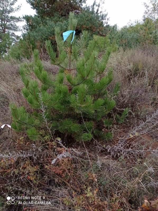 Саженцы Сосни Кримской, саджанці Кримської сосни, Саджанці Туй