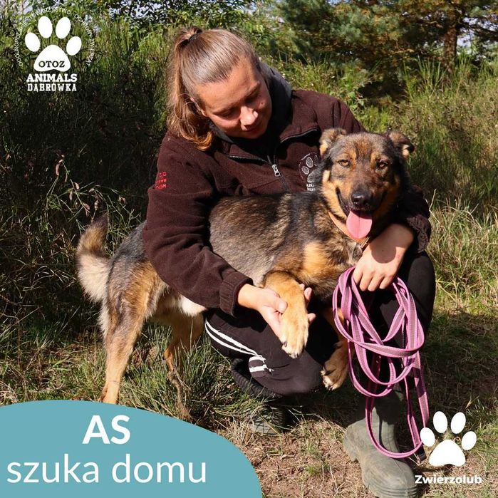 Kochany As szuka nowego domu!