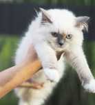 RAGDOLL cudna kotka do hodowli