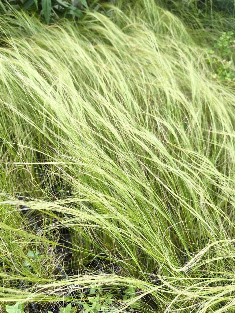 Trawa ozdobna, Stipa Pony Tails, Ostnica