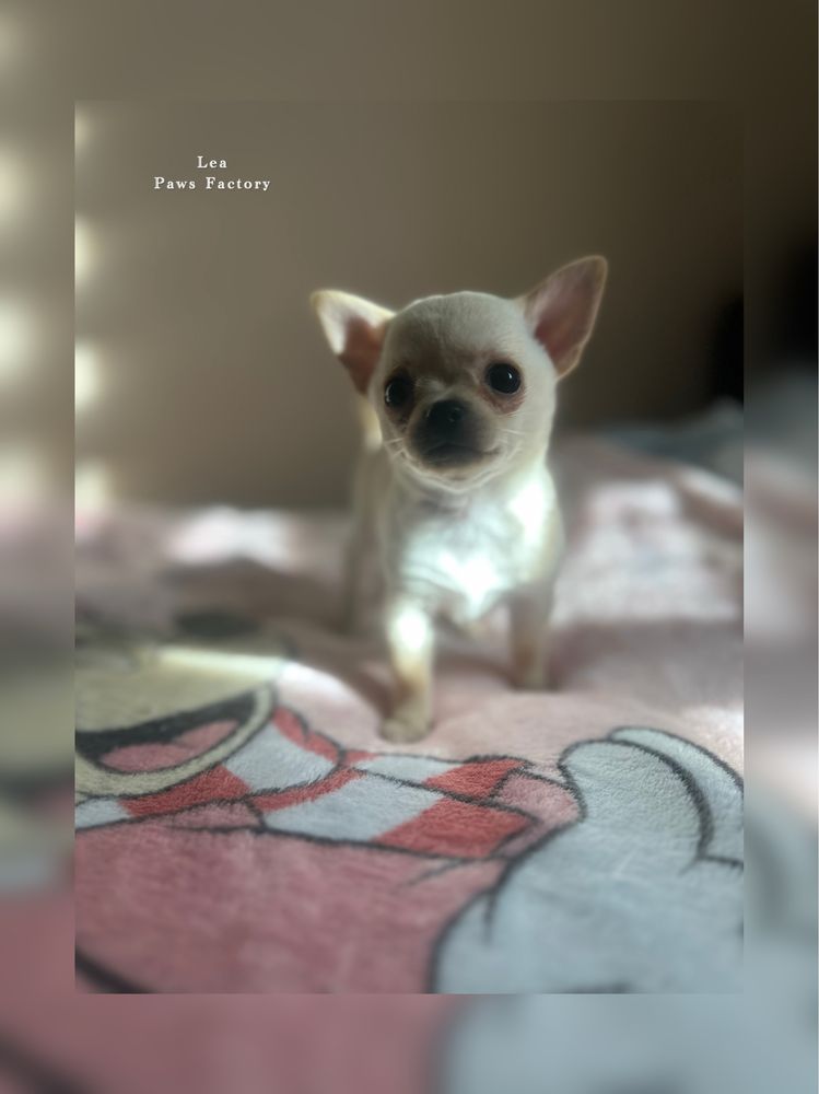 Chihuahua krótkowłosa