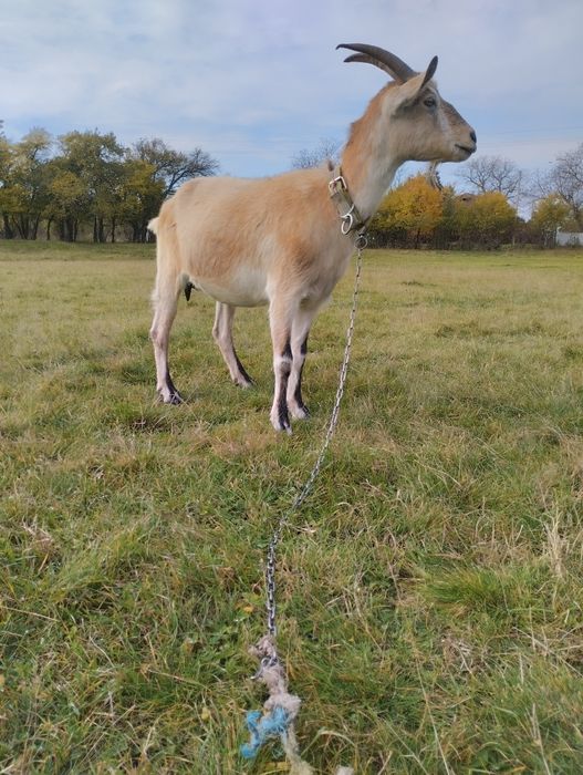 Продається дійна коза