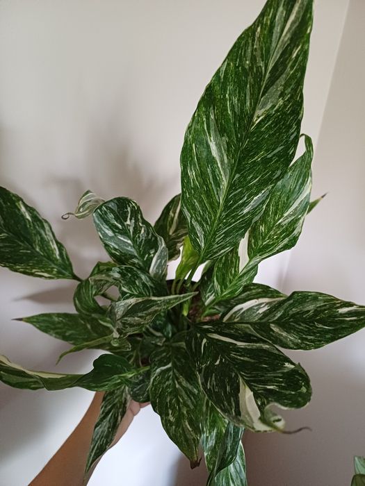 Skrzydłokwiat diamond variegata