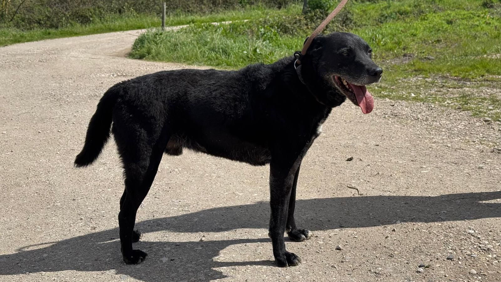 Akon - Cão médio para adoção
