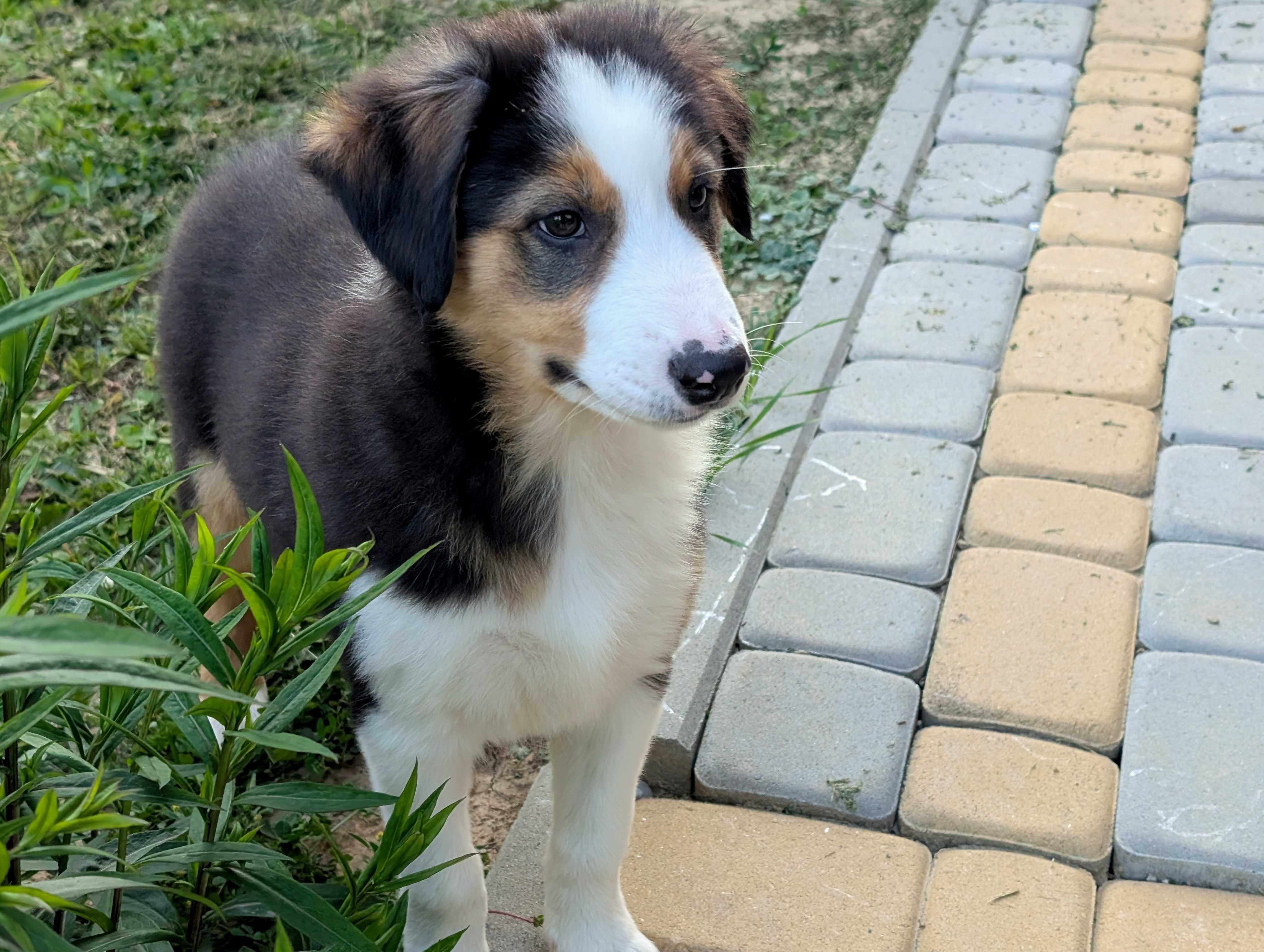 Border Collie piesek samiec przebadani rodzice do odbioru