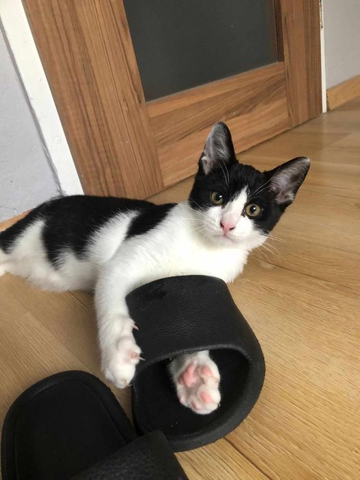 Słodziak Stasio poleca się do adopcji!