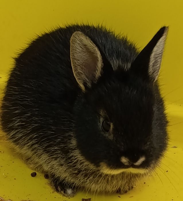 Нідерландські декоративні кролики.