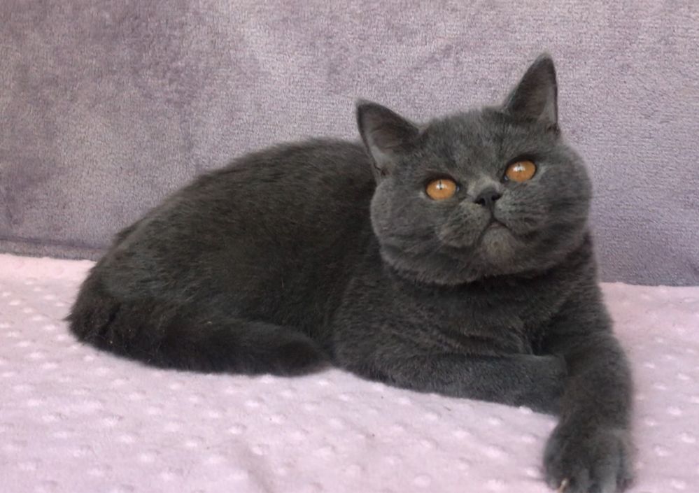 Котик британский.