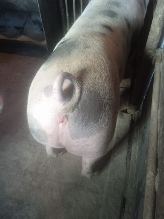 Продам свині живою вагою