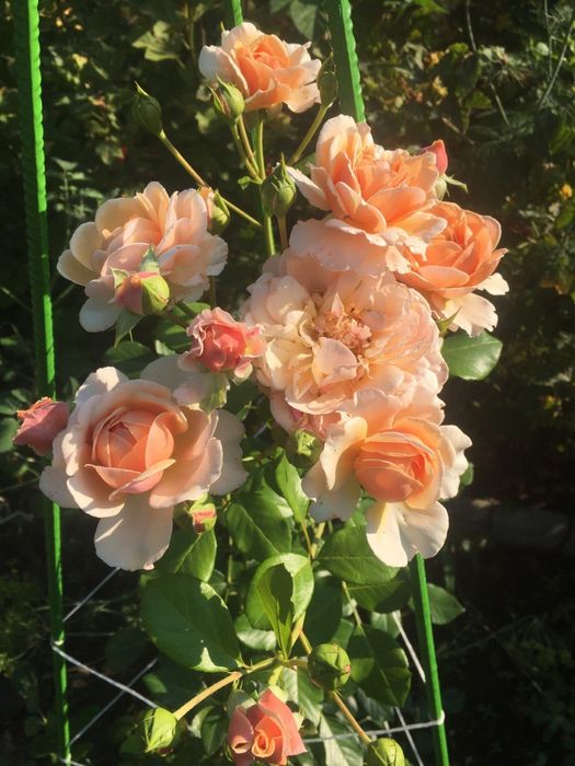 Роза Shropshire Lad  Шропшир Лэд