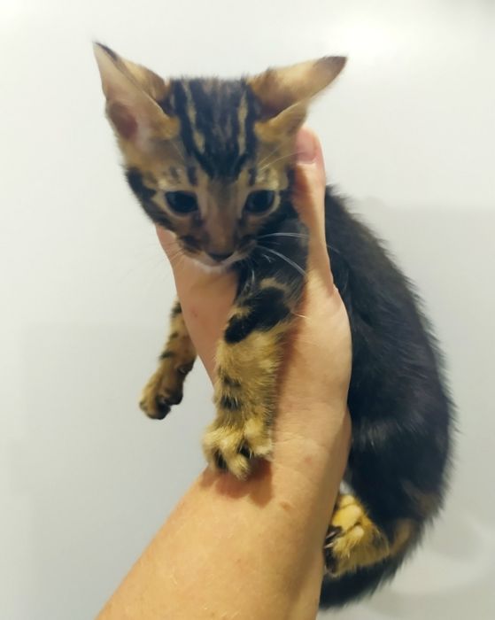 Бенгальский малыш