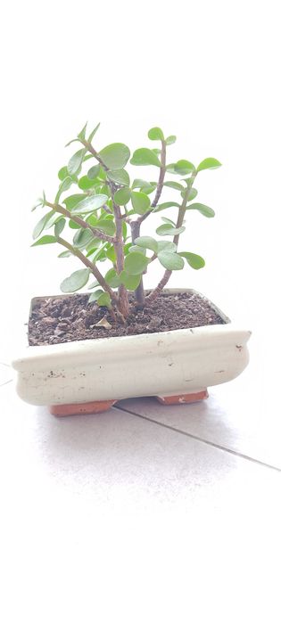 Vasos para bonsai