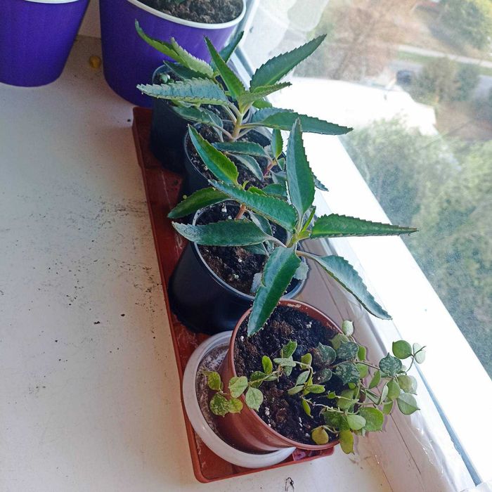 Комнатные цветы монстера, филодендрон Миканс, лечебная каланхоя и др.