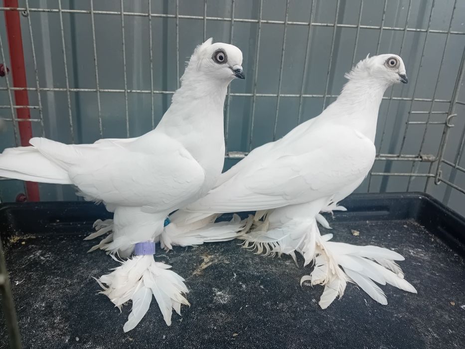 Winery, wywrotki wschodniopruskie,  wywrotek, widyny, wiedyn