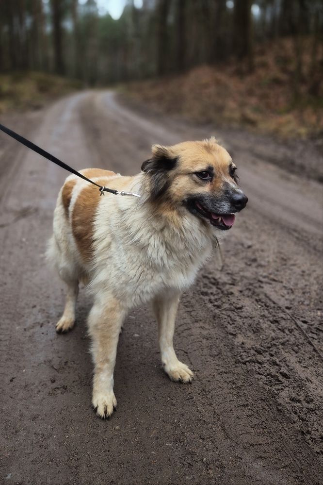 Cudowna i mięciutka Idzia czeka na swój domek!