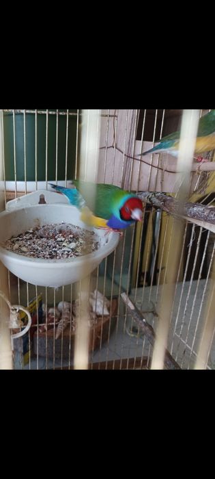 amadyna wspaniała samczyk/para