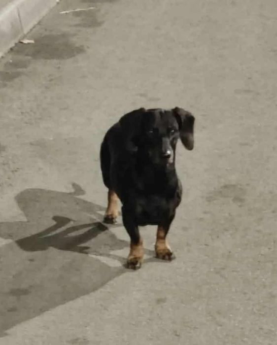 Пропала собака (такса) Космос