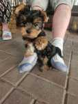 Yorkshire Terrier