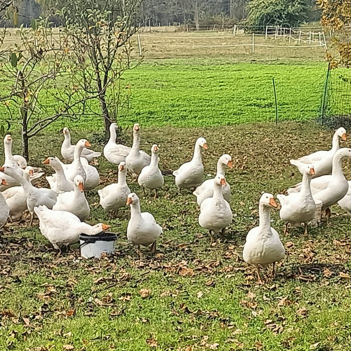 Gęsi kołudzka żywa