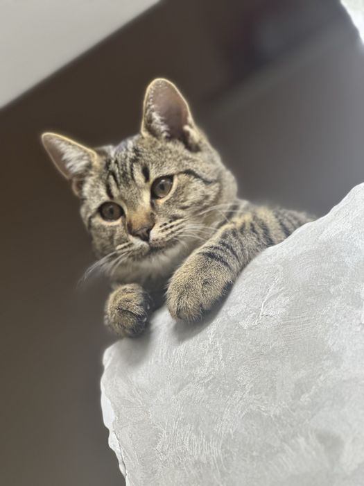 Віддаю котика в хороші руки