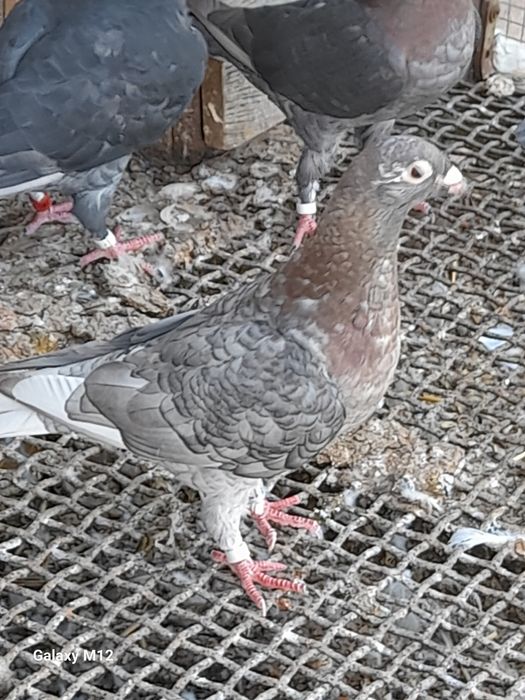 Gołębie pocztowe rubella