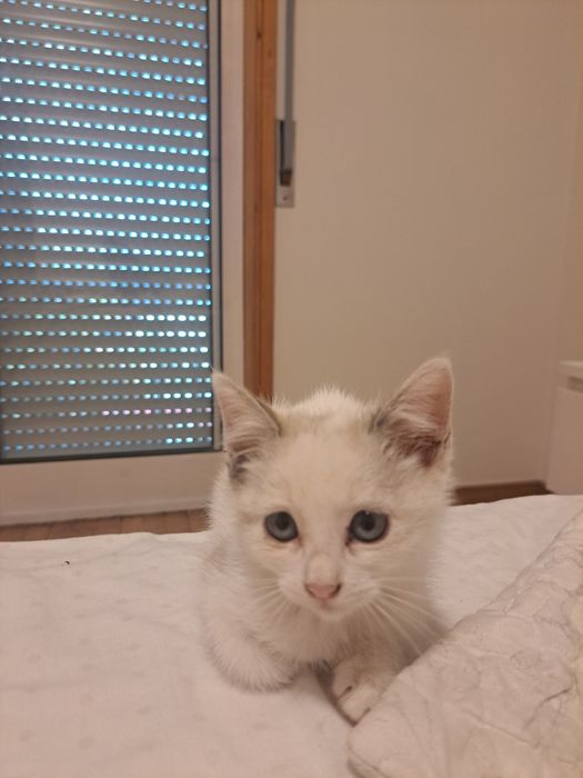 Gata para adoção