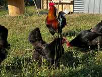 Trio de marans adulto e em postura