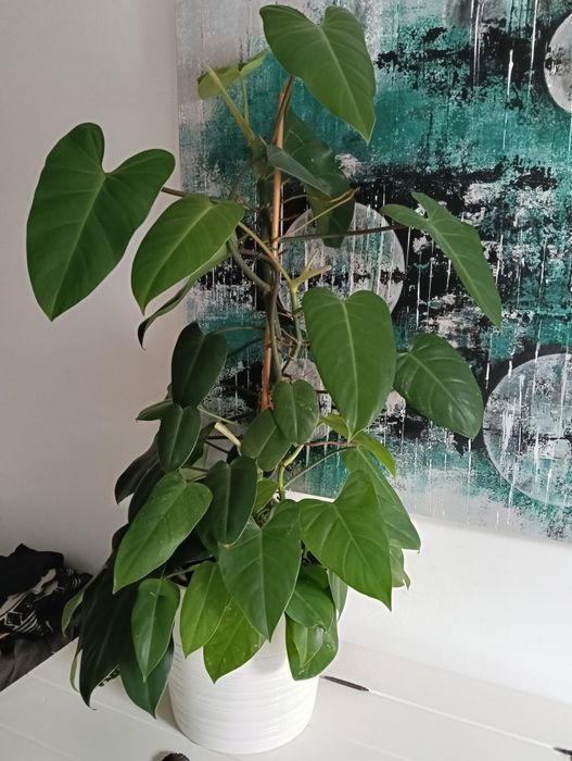 Planta natural trepadeira com 1.10m de altura