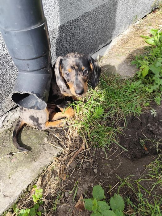 Jamnik krótkowłosy merle