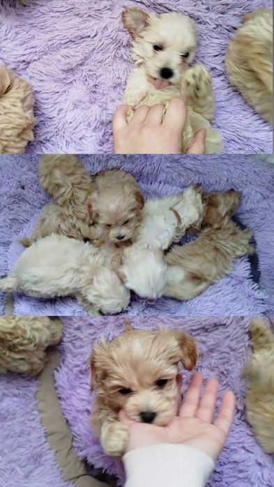 Мальтипу F1 і F2