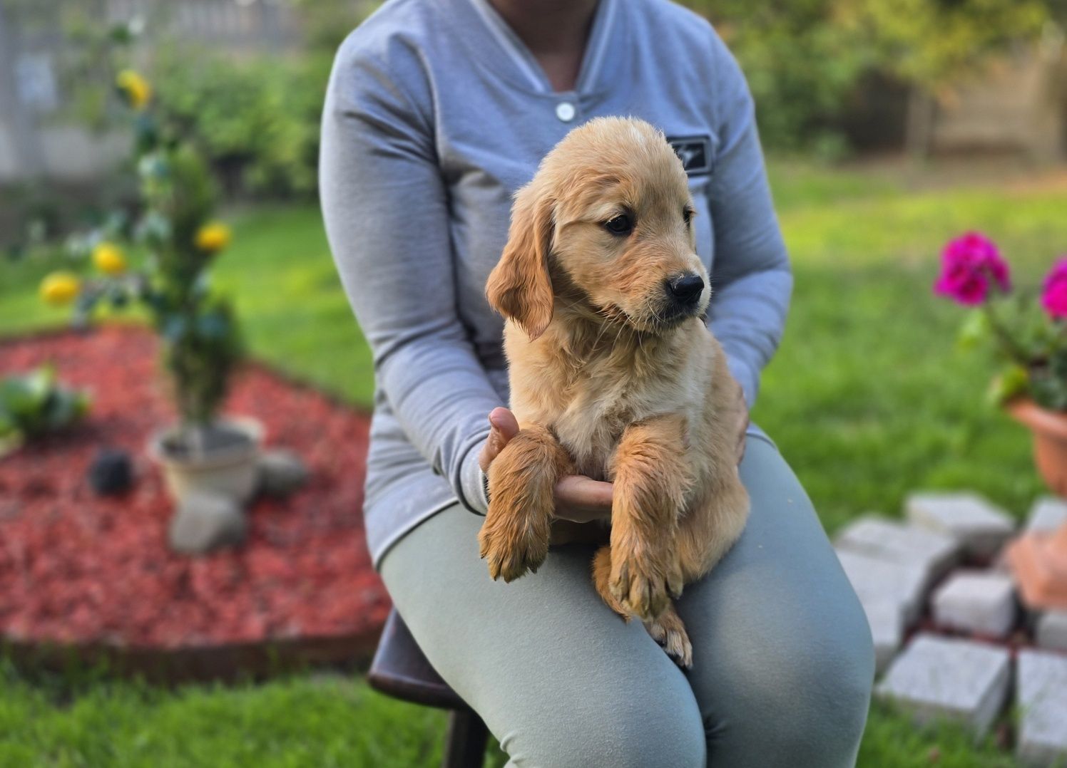 Golden retriever szczeniak