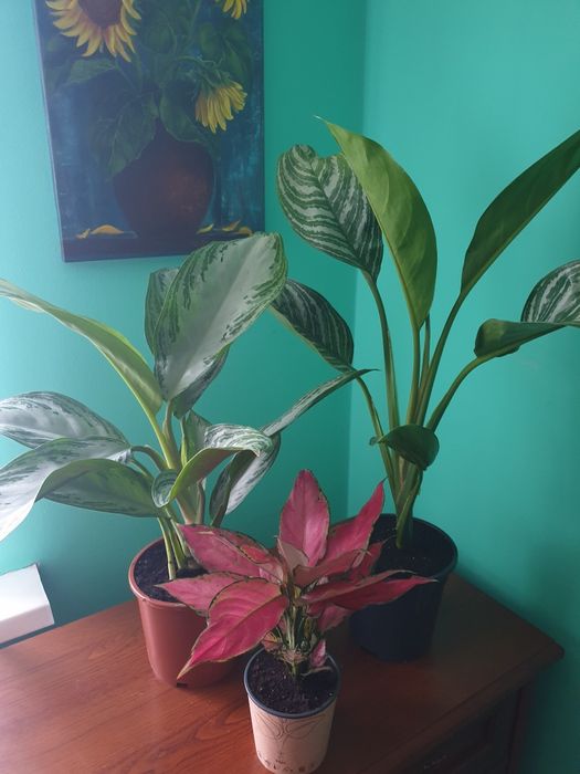 Аглаонеми, філодендрон. Біркін. Калатея.  Монстера. Діффінбахія