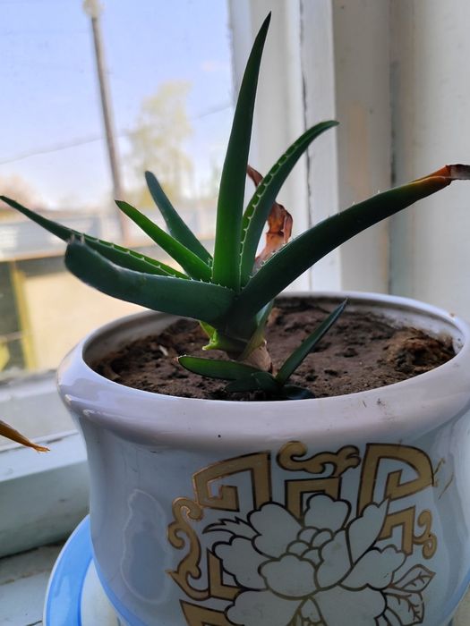 Алоє кімнатна рослина