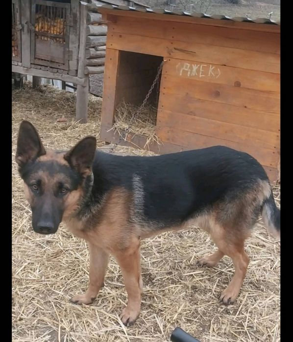 Собака вівчарка хлопчик