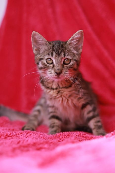 Bura koteczka szuka swojego miejsca na ziemi