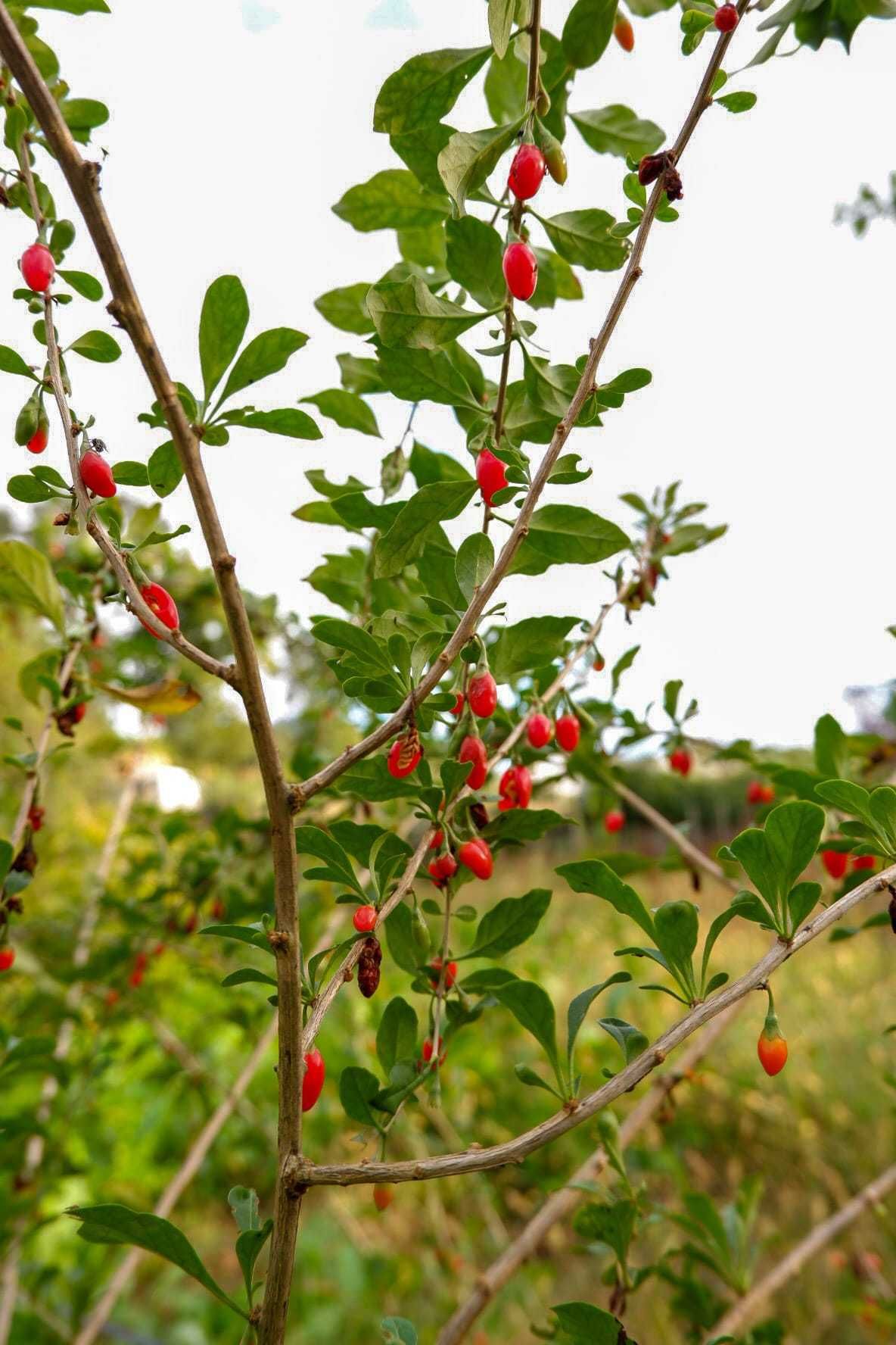 Plantas goji vermelho
Envio CTT