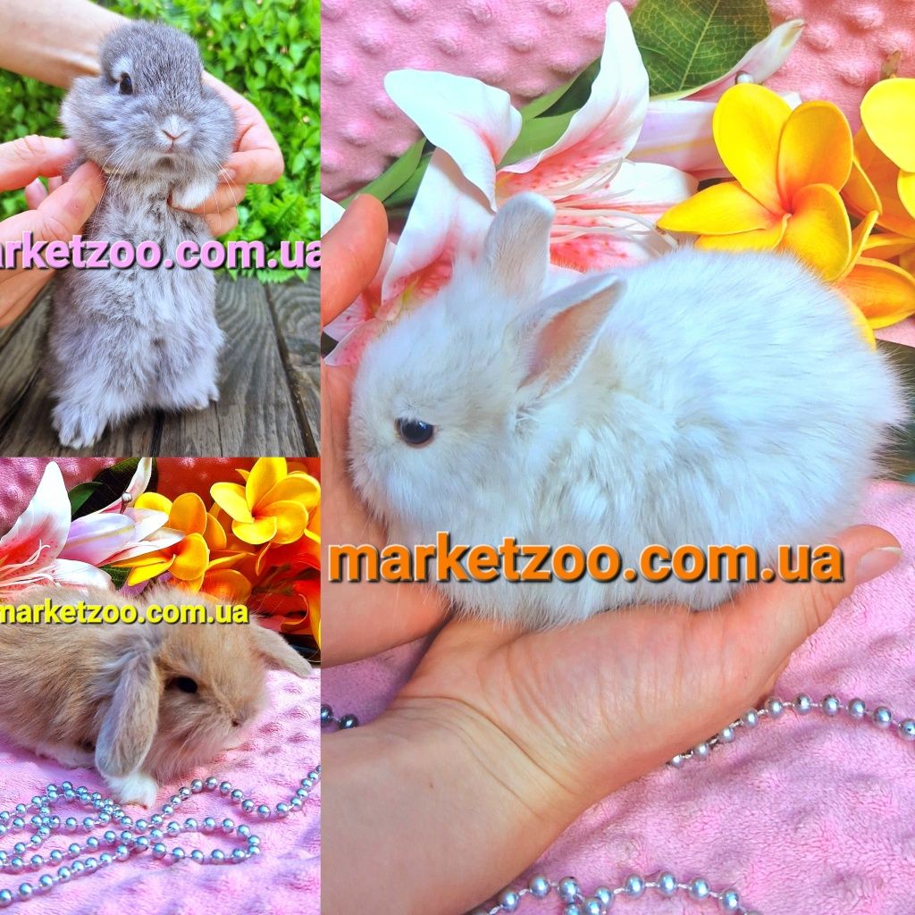 Мини  mini lop мiнi кролик карликовые кролики вислоухий баранчик