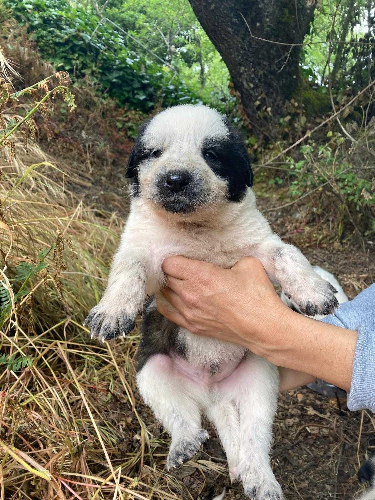 Cães (tipo cão de gado ) filhos de cadelinha de rua