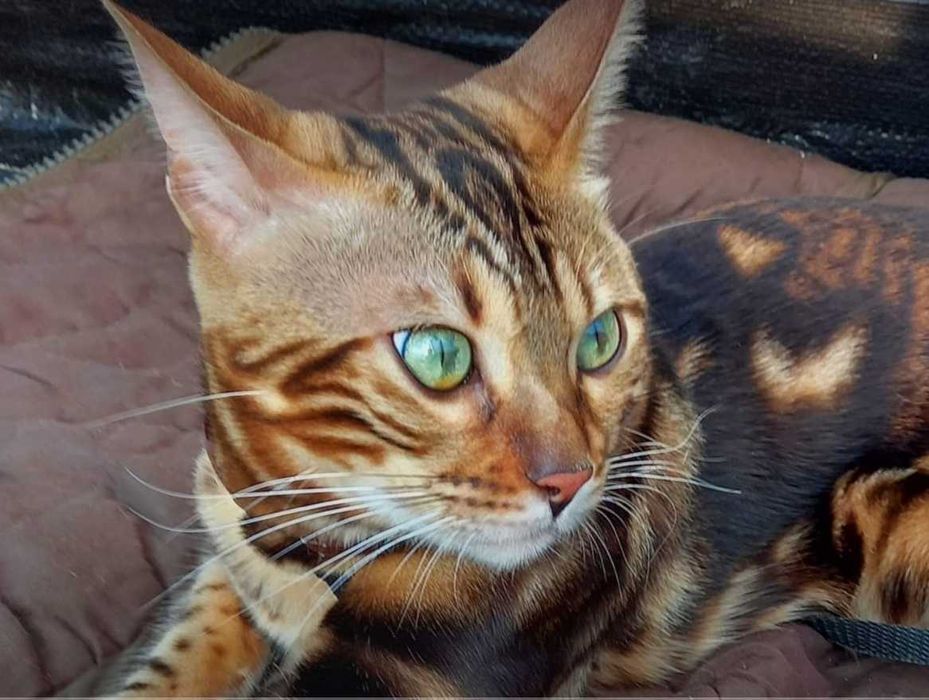 В'язка Бенгальський котик чекає на наречену) .Телефонуйте