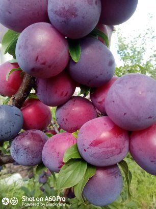 Абрикос Нектарин Персик Черешня Айва Яблуня Груша Слива Ківі Магнолія