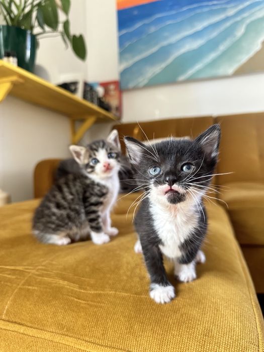 2 miesięczne kocięta szukają domu, kot i kotka do adopcji